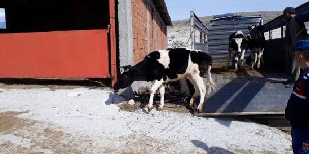 Hayvan hırsızları Mobese'den bulundu