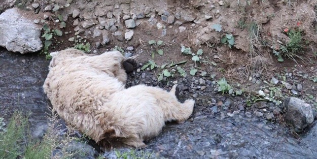 Hayvan otlatırken ayının saldırdığı çoban yaşamını yitirdi