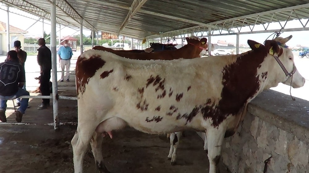 Hayvan pazarları dezenfekte edilerek açılıyor 