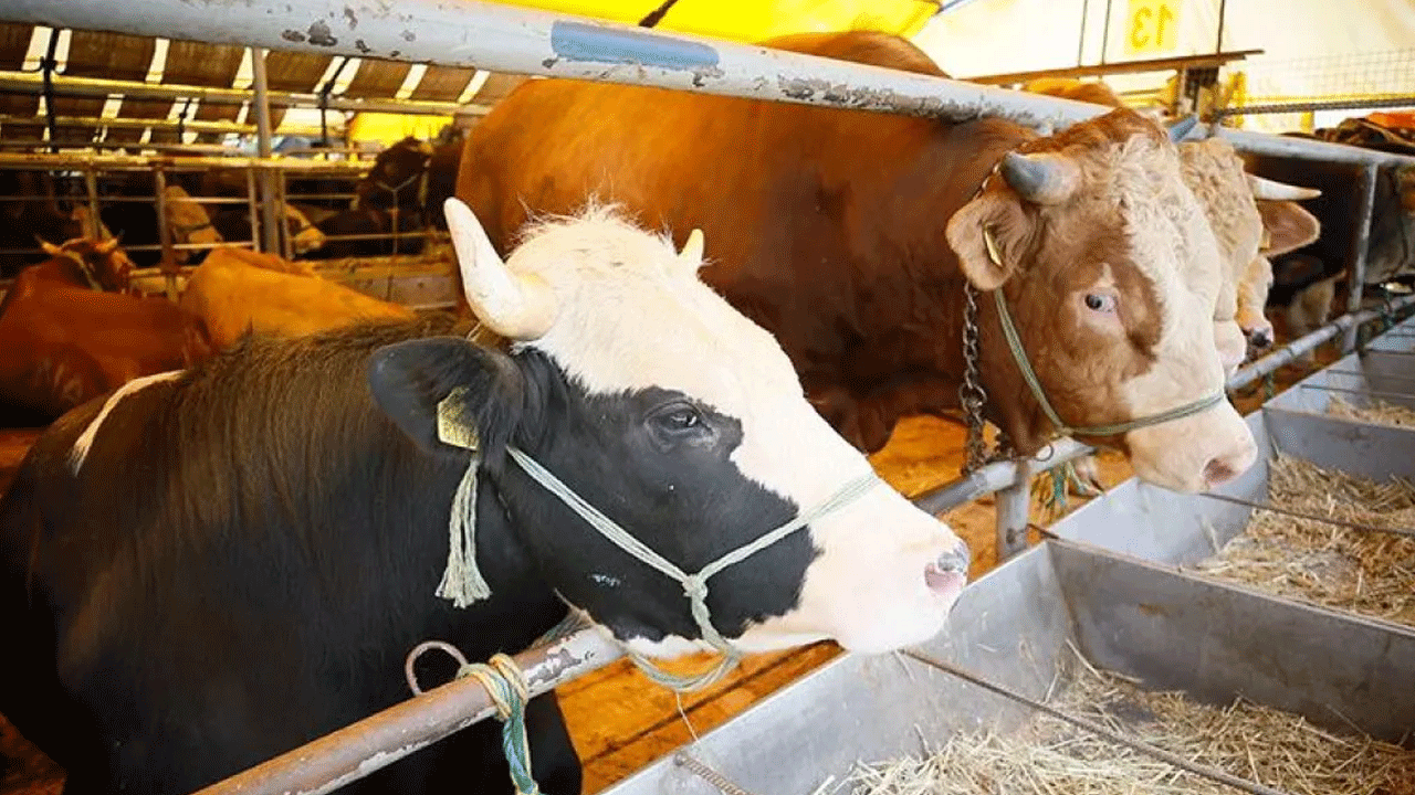 Hayvan pazarları geçici süreyle kapatıldı!