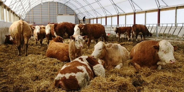 Hayvan yeminde gümrük vergileri sıfıra indirildi