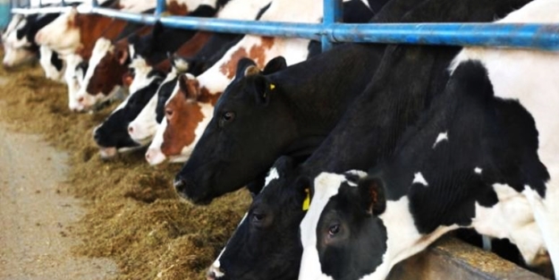 Hayvan yetiştiricileri, uygun fiyatlı arpa ve mısır satışı kararından memnun