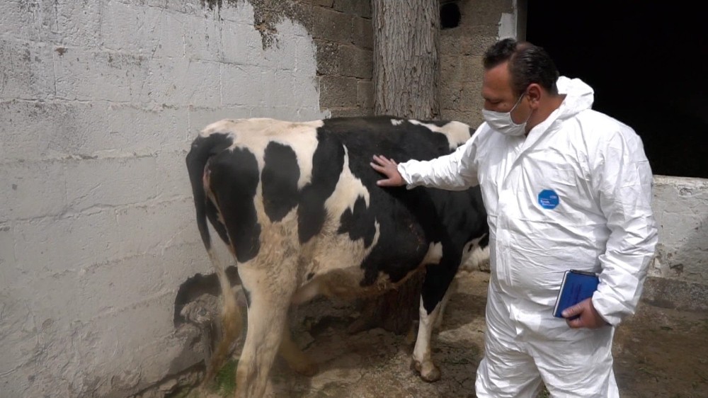 Hayvan yetiştiricilerine destek sürüyor 