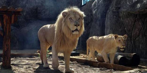 Hayvanat bahçesinde alarm! Aslanların koronavirüs testi pozitif çıktı