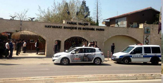 Hayvanat bahçesinde kaplan 6 yaşındaki çocuğa pençe attı