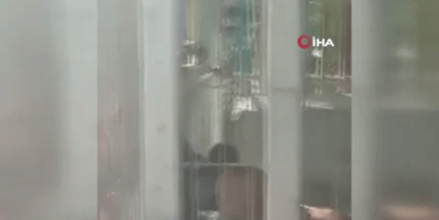 Hayvanat bahçesinde korkunç olay! Aslan çitlerin ardındaki çocuğu parçaladı