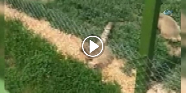 Hayvanat bahçesinde skandal görüntü!