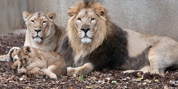 Hayvanat bahçesinde şok! 4 aslanın Kovid-19 test sonuçları açıklandı