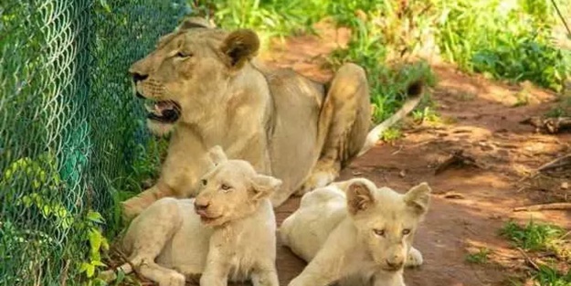 Hayvanat bahçesine tırmandı, aslana yem oldu