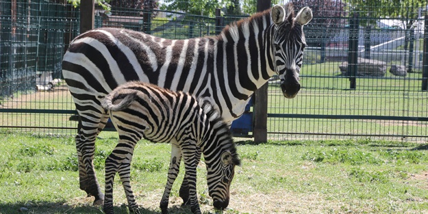 Hayvanat bahçesinin üyelerine yavru zebra da katıldı