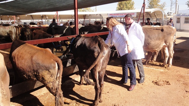 Hayvancılığa dev destek