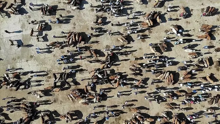 Hayvancılık bitti diyenlere tokat gibi cevap! Büyükbaş 17,2 milyon, küçükbaş 58,2 milyon