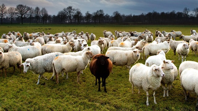 Hayvancılık desteklerine düzenleme