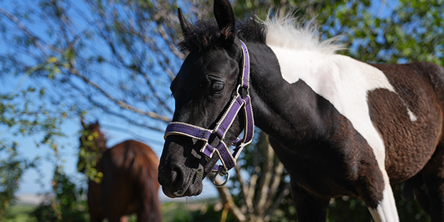 Hayvancılık için önemli adım! Türkiye'nin ilk tüp tayı görüntülendi