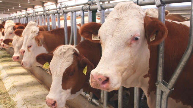 Hayvancılıkta yerli üretime teşvik hedefleniyor