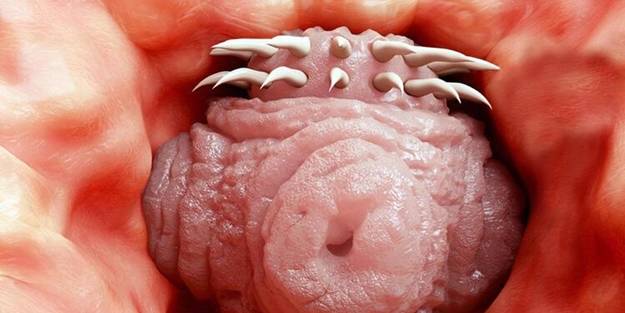 Hayvandan insana geçiyor! Beyni istila edip öldürüyor