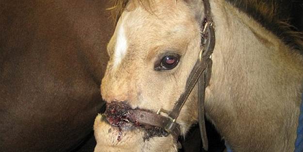 Vicdansızlar hayvanı bakın ne hale getirdiler!