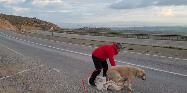 Hayvanı maalesef torbaya koyup ölüme terk ettiler!