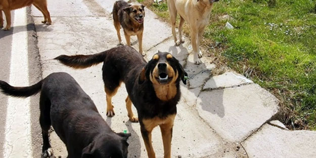 Hayvanını terk eden yandı