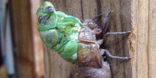 Hayvanlar aleminden inanılmaz anlar - FOTO
