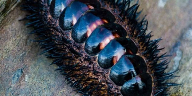 Hayvanlar aleminin en ilginç canlısı! 1000 tane gözü var, 1'inden kaçsa diğeri hemen yakalıyor