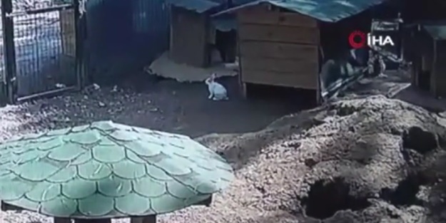 Hayvanlar deprem anında ne yaptı? İşte cevabı