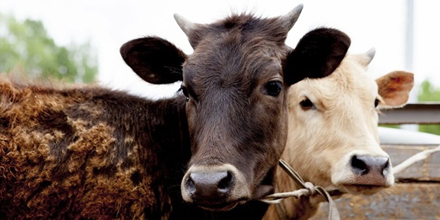 Hayvanlar depremleri önceden sezebilir mi? İşte cevabı...