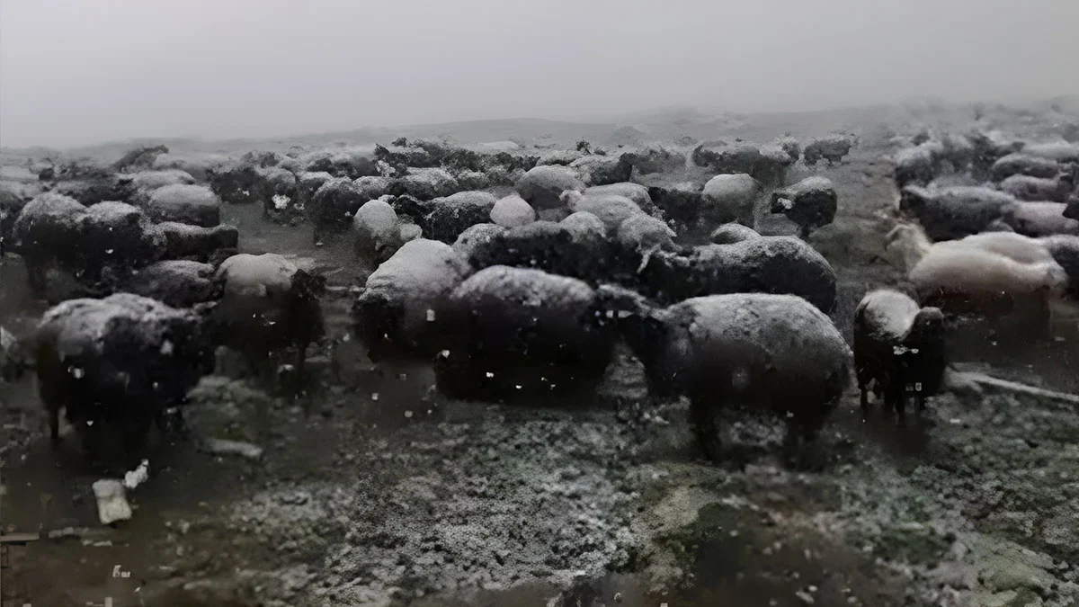 Hayvanlar dondu kaldı! Şoke eden görüntüler