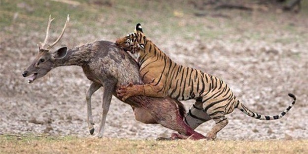 Hayvanlar dünyasından vahşi görüntüler!