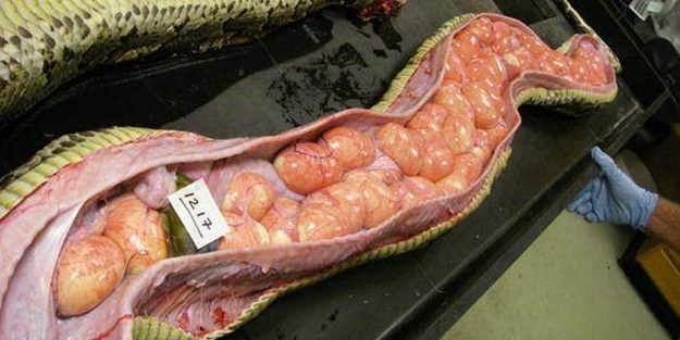 Hayvanlar hakkında duyduklarınıza inanamayacaksınız!