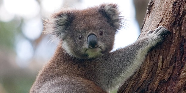 Hayvanlar hakkında ilginç bilgiler - FOTO