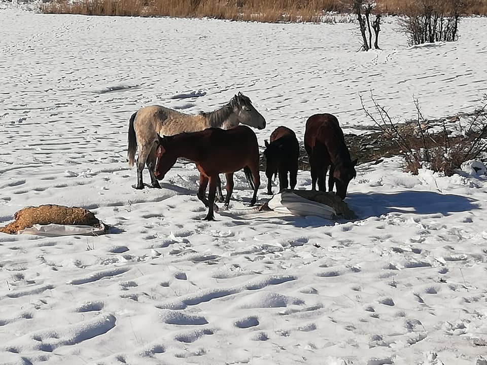 Hayvanlar için doğaya yem bırakıldı 