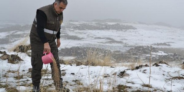 Hayvanlar için doğaya yiyecek bırakılacak