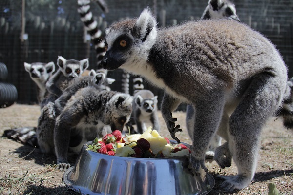 Hayvanlar sıcaklara bakın böyle dayanıyo