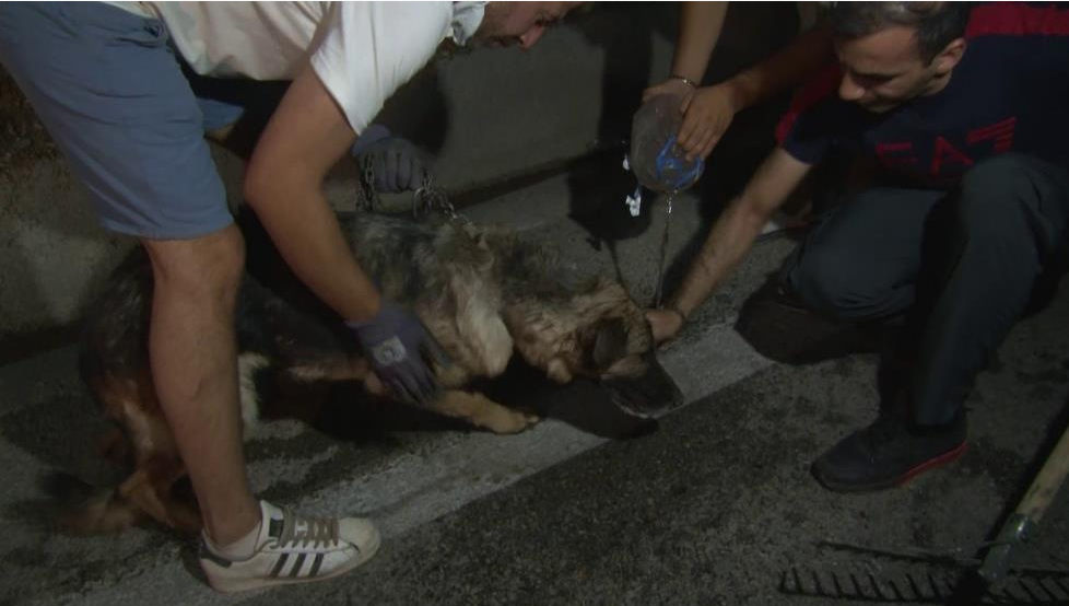 Hayvanlar yangından böyle kurtarıldı