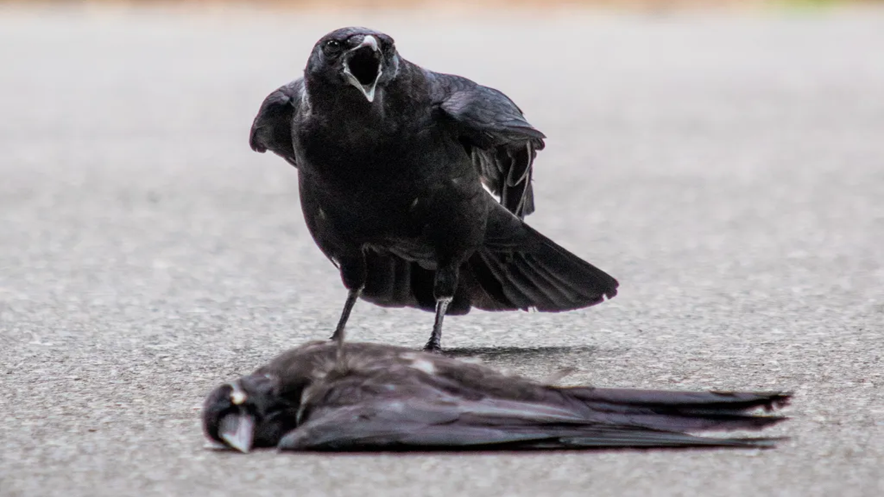 Hayvanlar yas tutar mı?