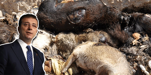 Hayvanlar, yine Ekrem'in umurunda değil! Poşetlere konularak yakıldı