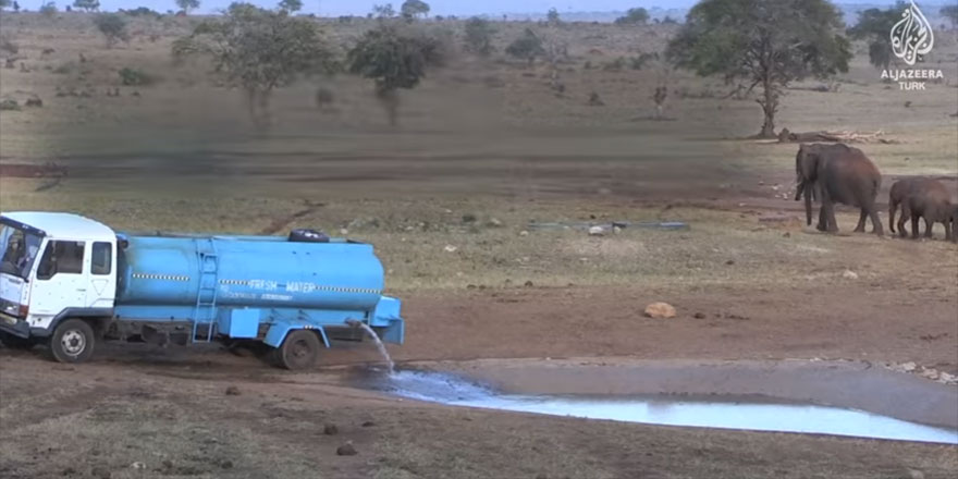 Hayvanlara kiralık kamyonla su taşıyor