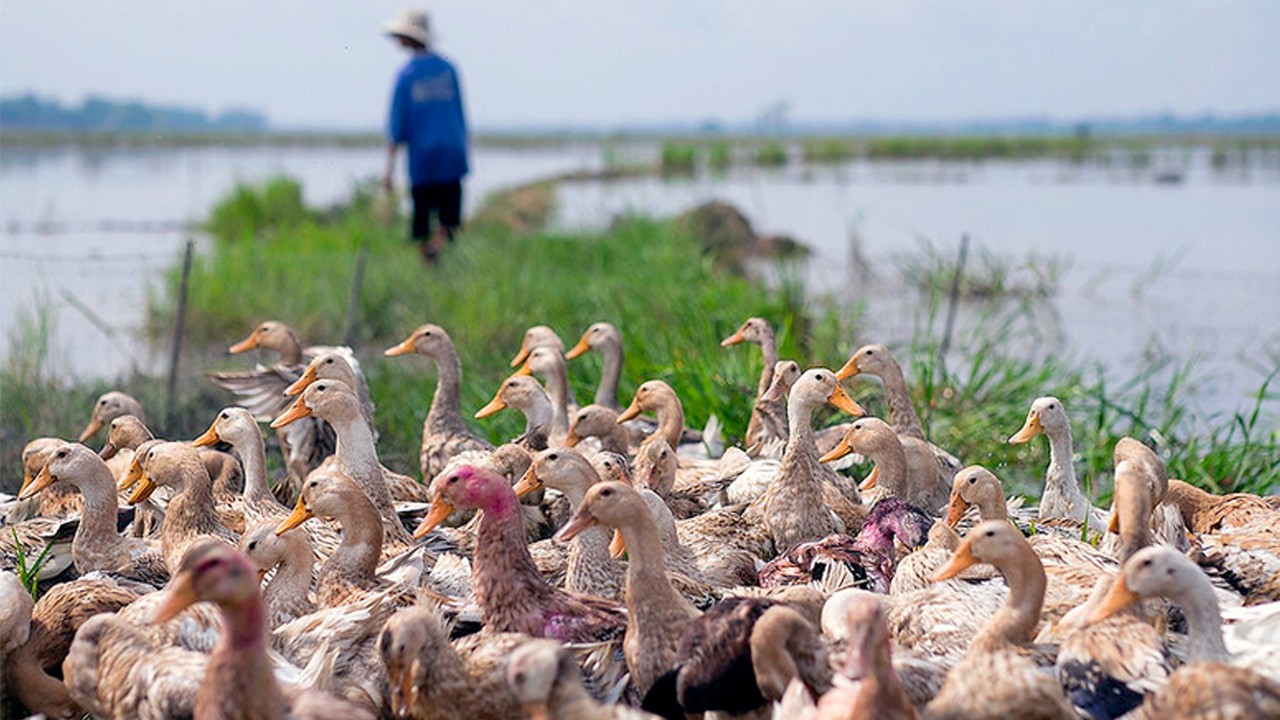 Hayvanlardan insanlara geçen hastalıklarda korkutucu rakam!
