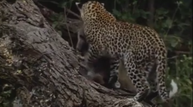 Hayvanlardan insanlara merhamet dersi