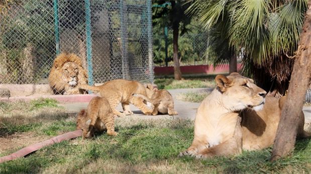 Hayvanları 8 bin bitkiyle buluşturdular