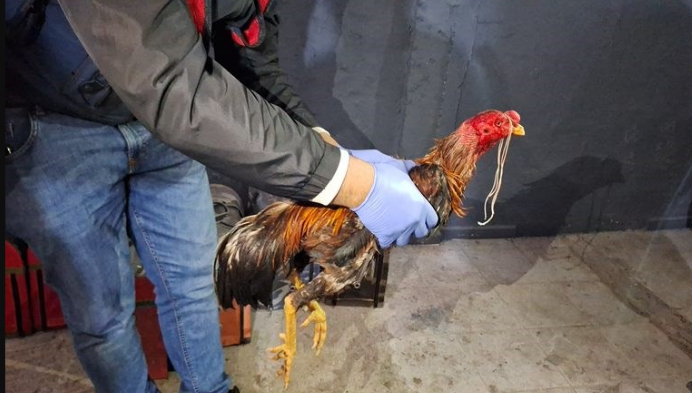 Hayvanları koruma derneğinde büyük rezillik