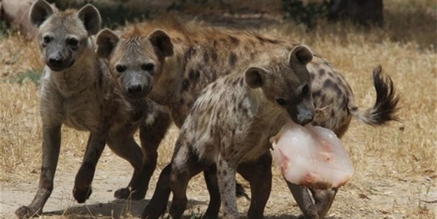 Hayvanların 44 derecede dondurma keyfi