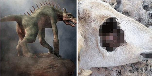 Hayvanların gözünü oyan gizemli yaratık kameraya yakalandı! Köylünün gözüne uyku girmiyor