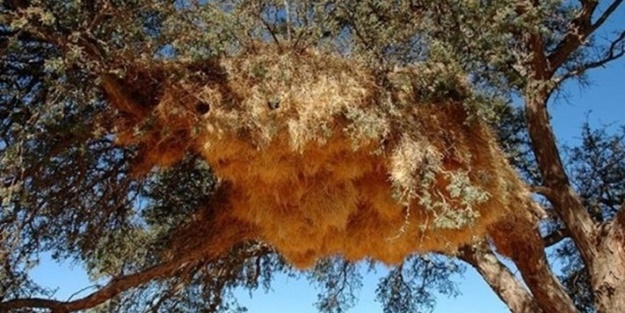 Hayvanların inşa ettiği mucizevi yapılar!