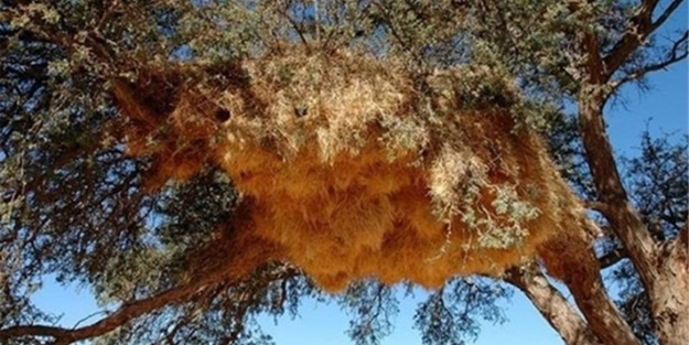 Hayvanların sıra dışı yuvaları