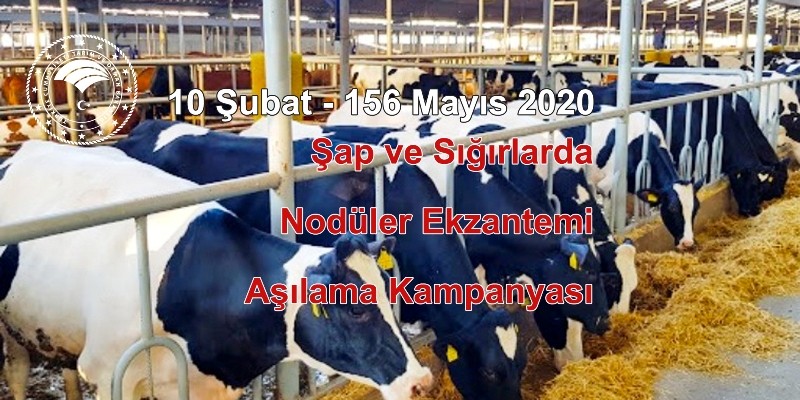 Hayvanların zorunlu aşılarını yaptırmayanlara 13 bin 934 TL para cezası 