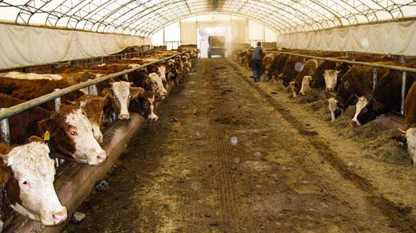 Hayvansal üretim istatistikleri belli oldu