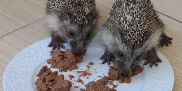 Hayvanseverin baktığı 4 yavru kirpi doğaya bırakıldı