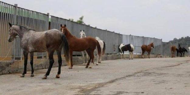 Hayvanseverlerden CHP'li İBB'ye sert tepki: Biz faytonları atlar sucuk olsun diye yasaklatmadık